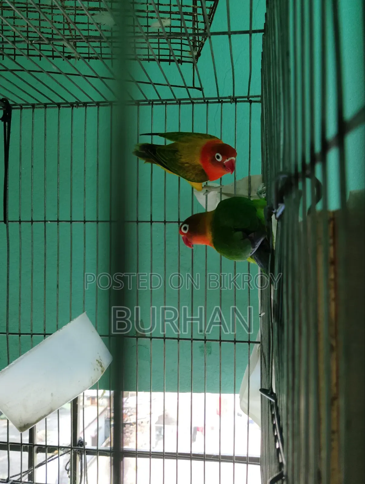 Running Love Bird Pair