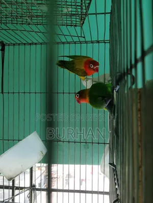 Running Love Bird Pair