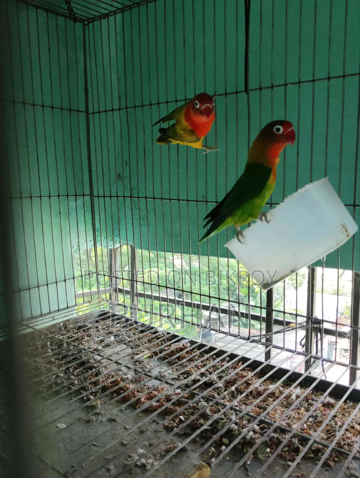 Running Love Bird Pair