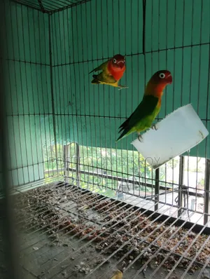 Running Love Bird Pair