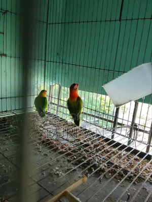 Running Love Bird Pair