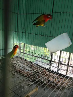 Running Love Bird Pair
