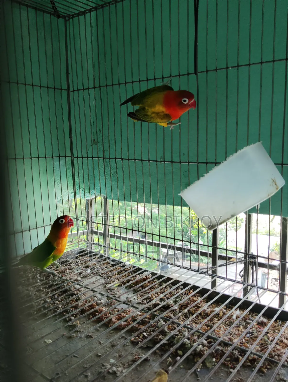 Running Love Bird Pair
