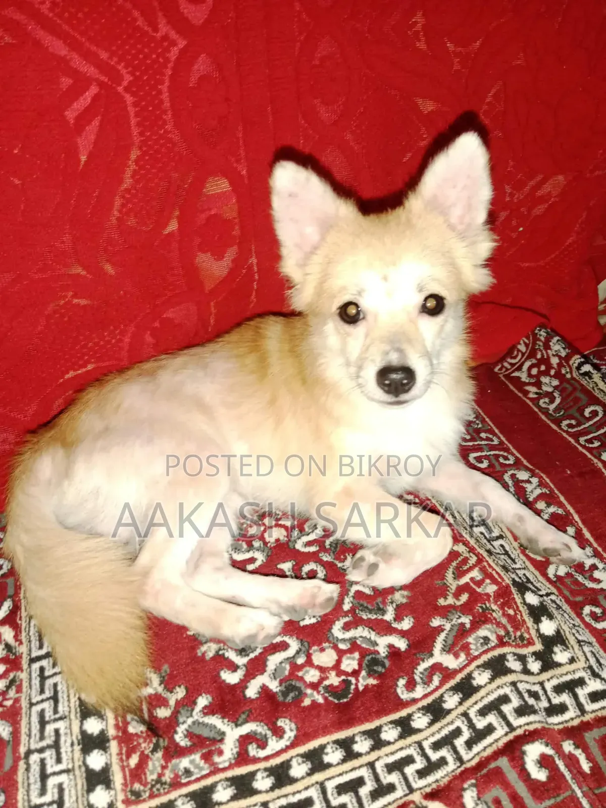 3-6 months Male Purebred Pomeranian