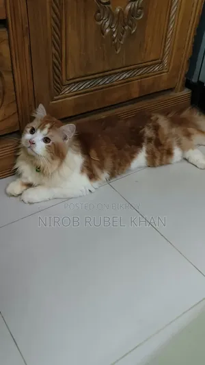 1+ year Male Purebred Exotic