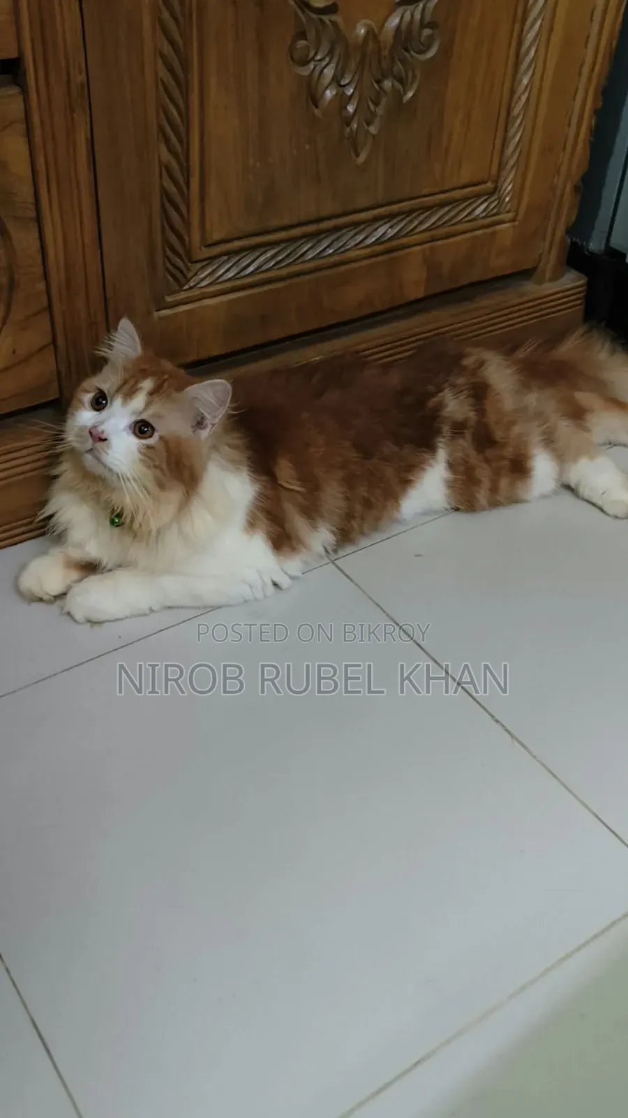 1+ year Male Purebred Exotic