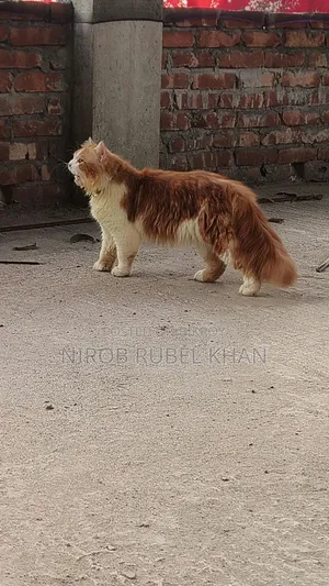 1+ year Male Purebred Exotic