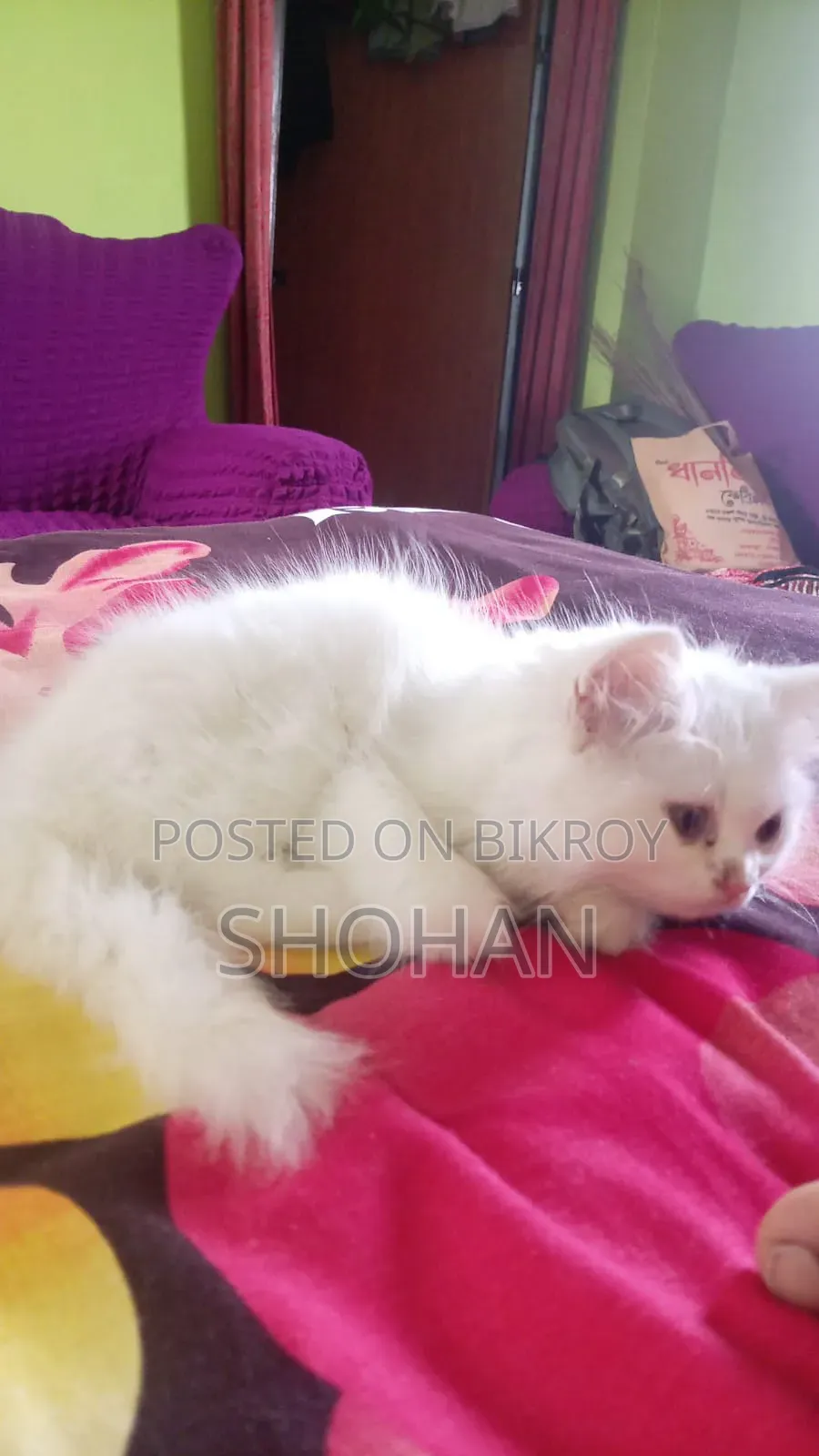 ১-৩ মাসের ফিমেল পিউরব্রেড পার্সিয়ান