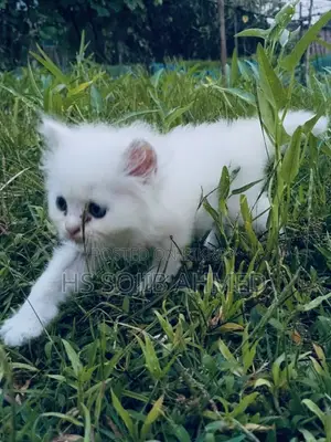 3-6 months Male Mixed Breed Persian