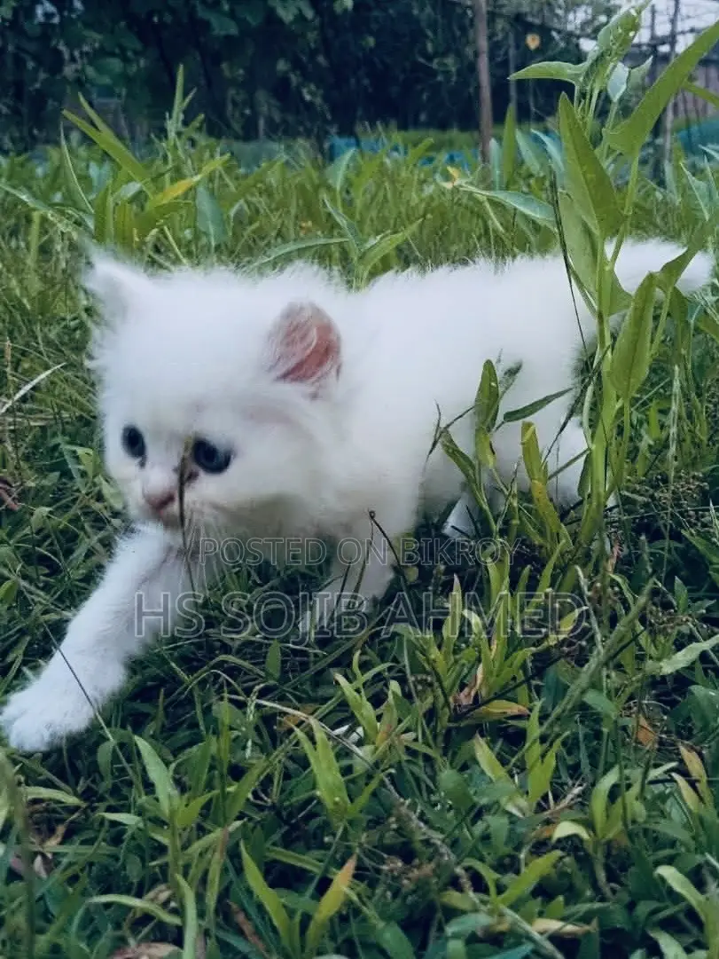 3-6 months Male Mixed Breed Persian