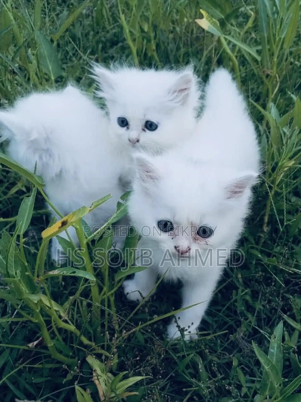 3-6 months Male Mixed Breed Persian