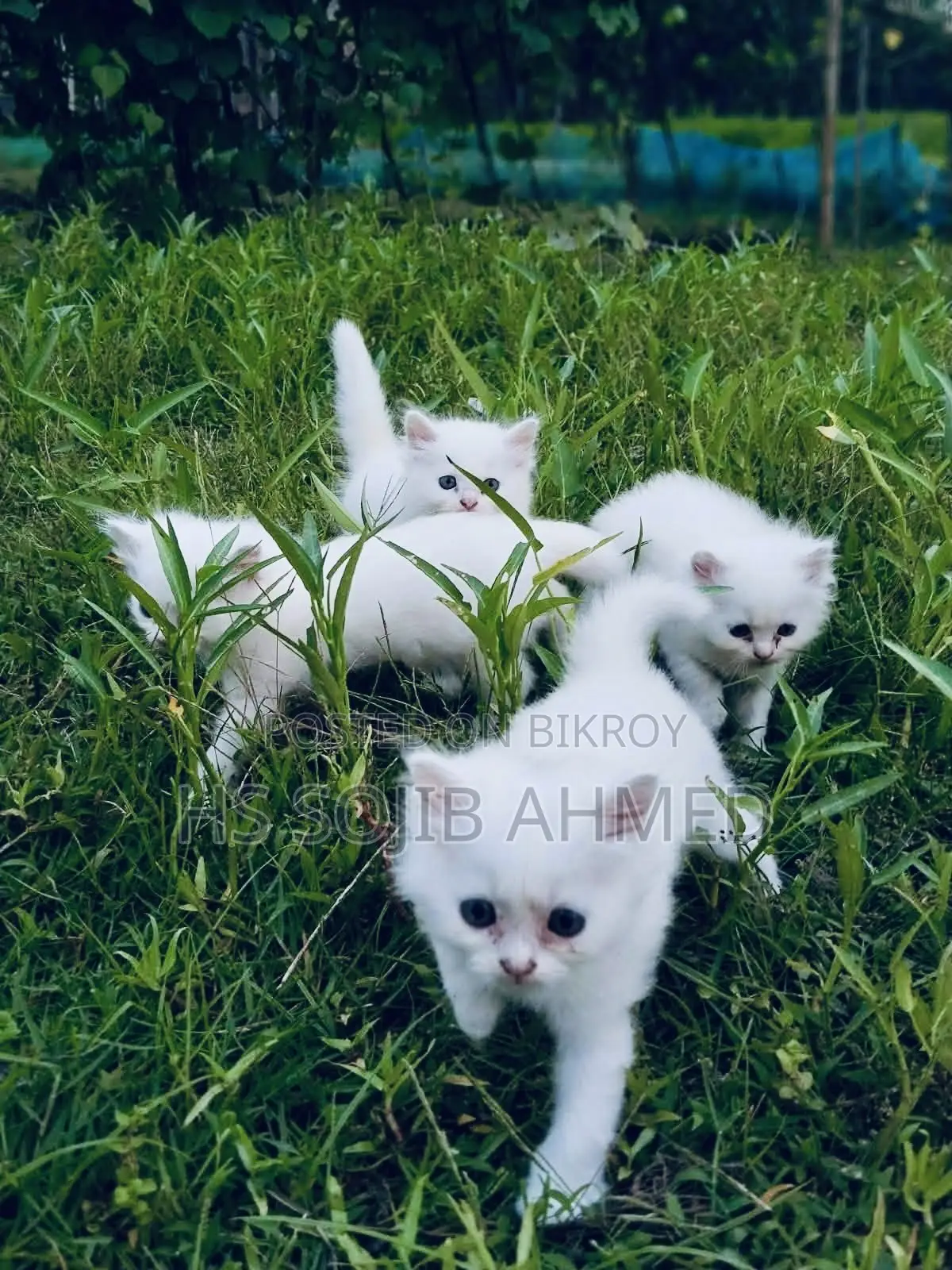 3-6 months Male Mixed Breed Persian
