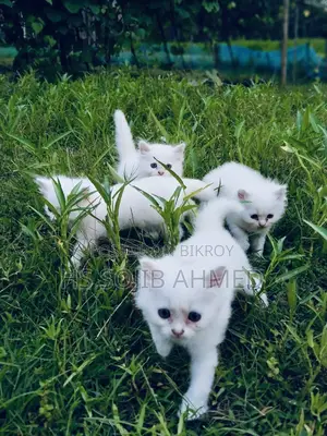 3-6 months Male Mixed Breed Persian