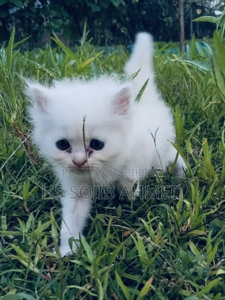 3-6 months Male Mixed Breed Persian