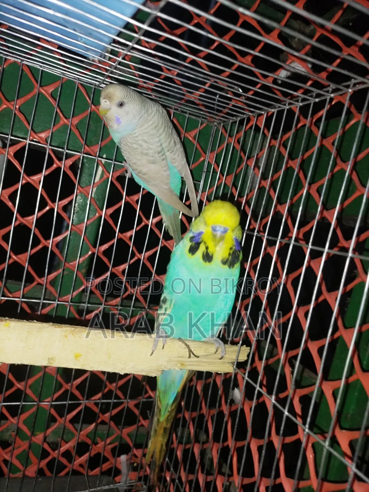 ইংলিশ জোড়া