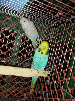 ইংলিশ জোড়া