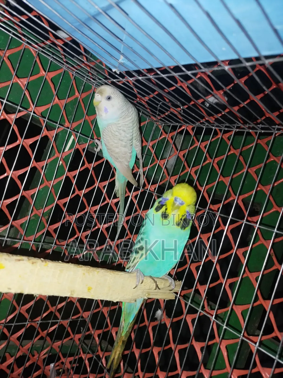 ইংলিশ জোড়া