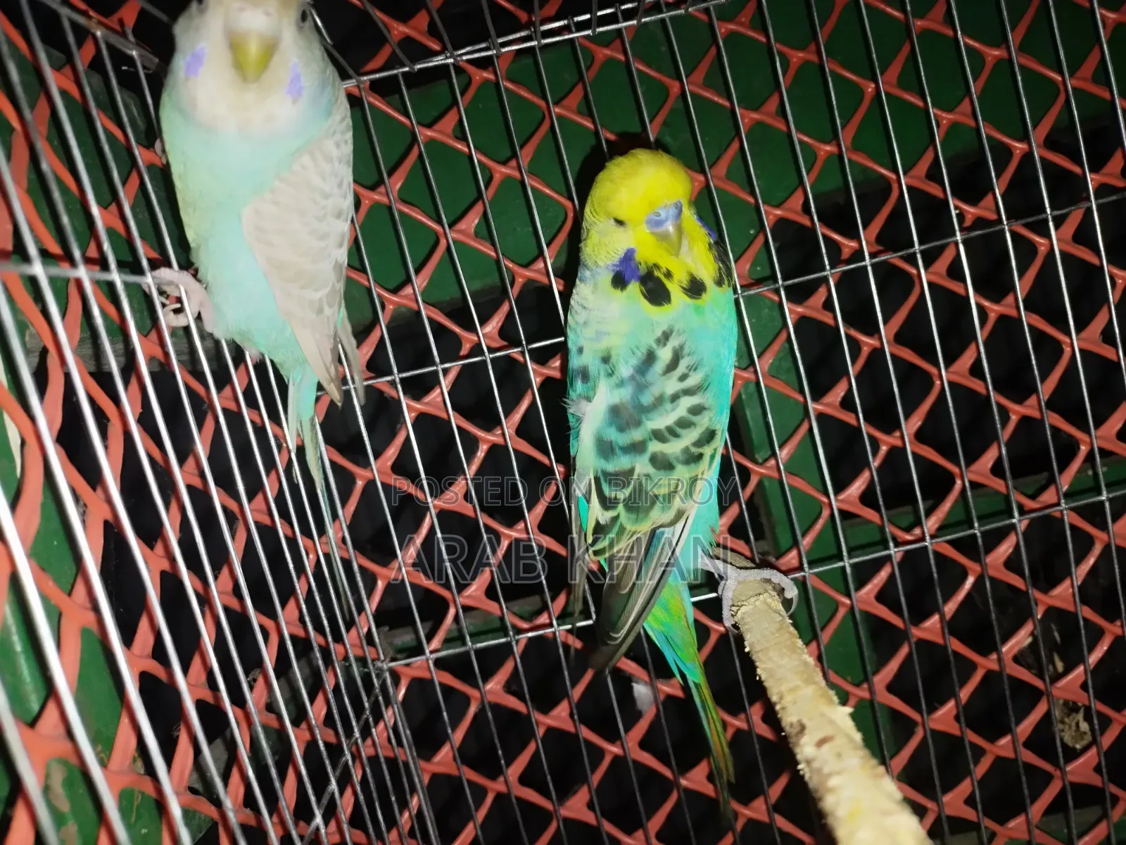 ইংলিশ জোড়া