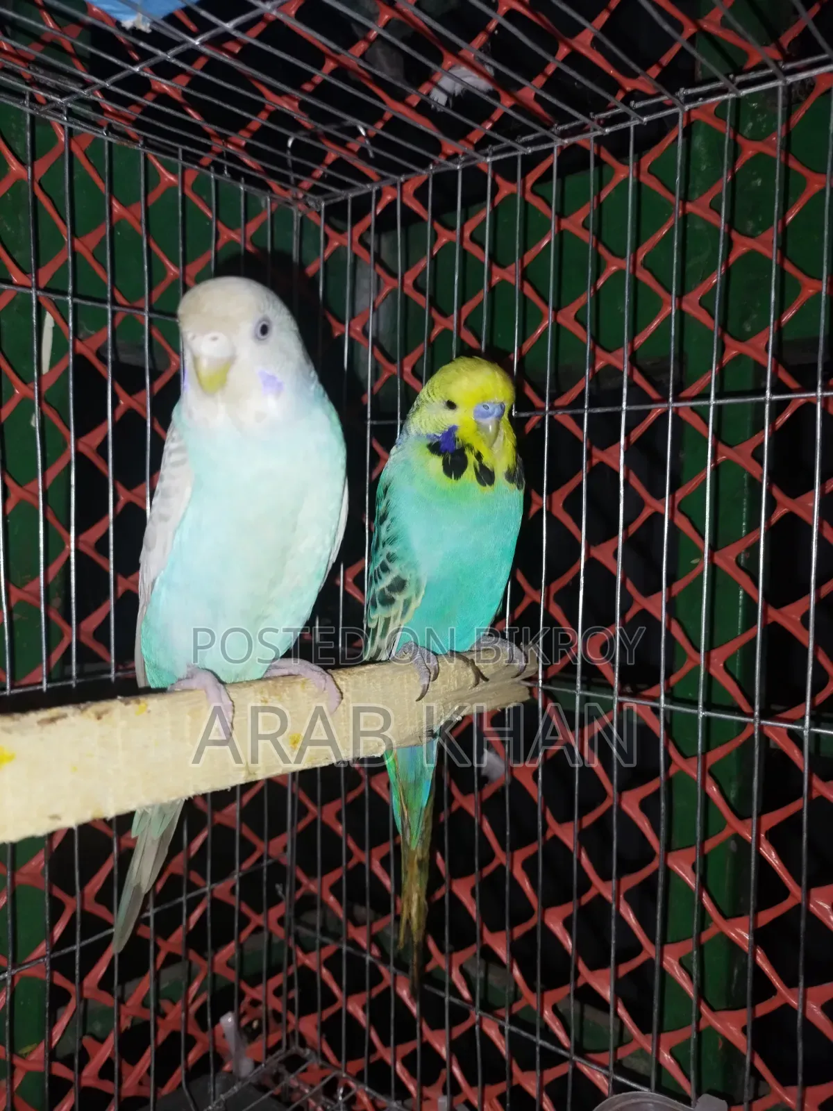 ইংলিশ জোড়া