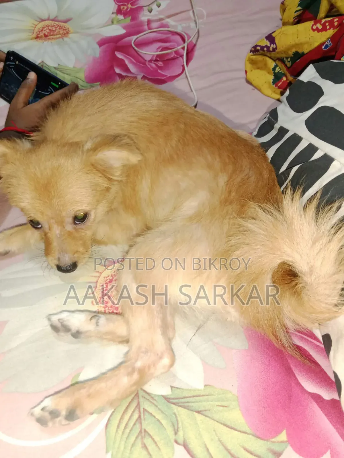 3-6 months Female Purebred Pomeranian