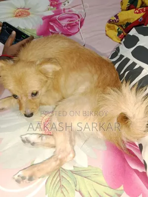 ৩-৬ মাসের ফিমেল পিওরব্রেড পোমেরিয়ান