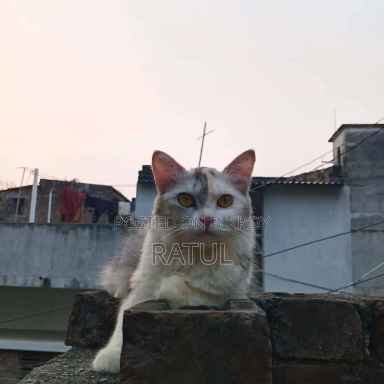 6-12 Months Female Purebred Persian