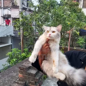 6-12 Months Female Purebred Persian