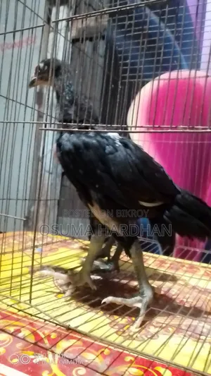 Aseel Chicken Chicks Fighters