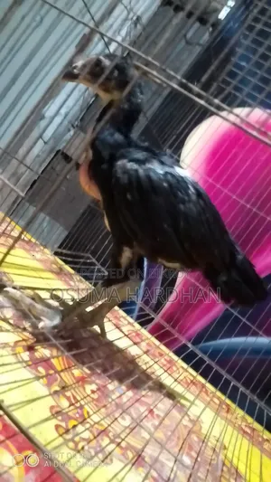 Aseel Chicken Chicks Fighters