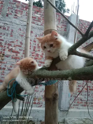 1-3 months Female Purebred Persian