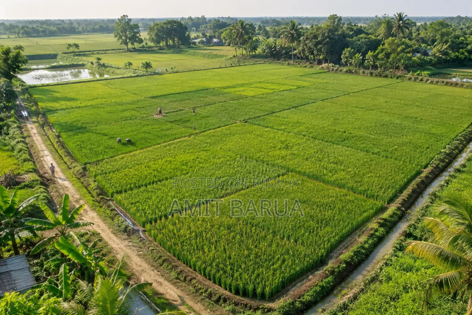 Agricultural Land 12 Ganda
