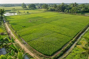 Agricultural Land 12 Ganda