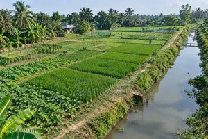 Agricultural Land 12 Ganda