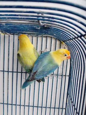 লাভ বার্ড পাখি