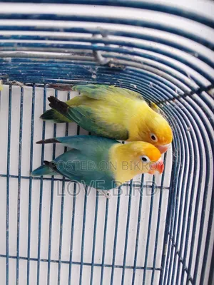 লাভ বার্ড পাখি