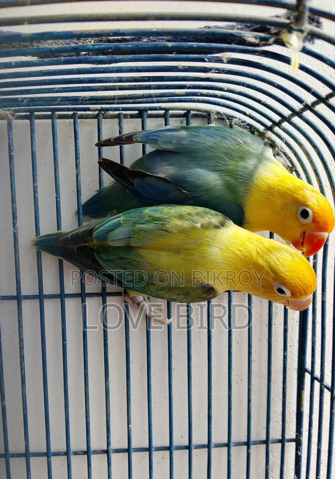 লাভ বার্ড পাখি