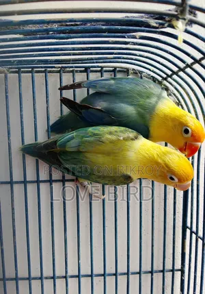 লাভ বার্ড পাখি