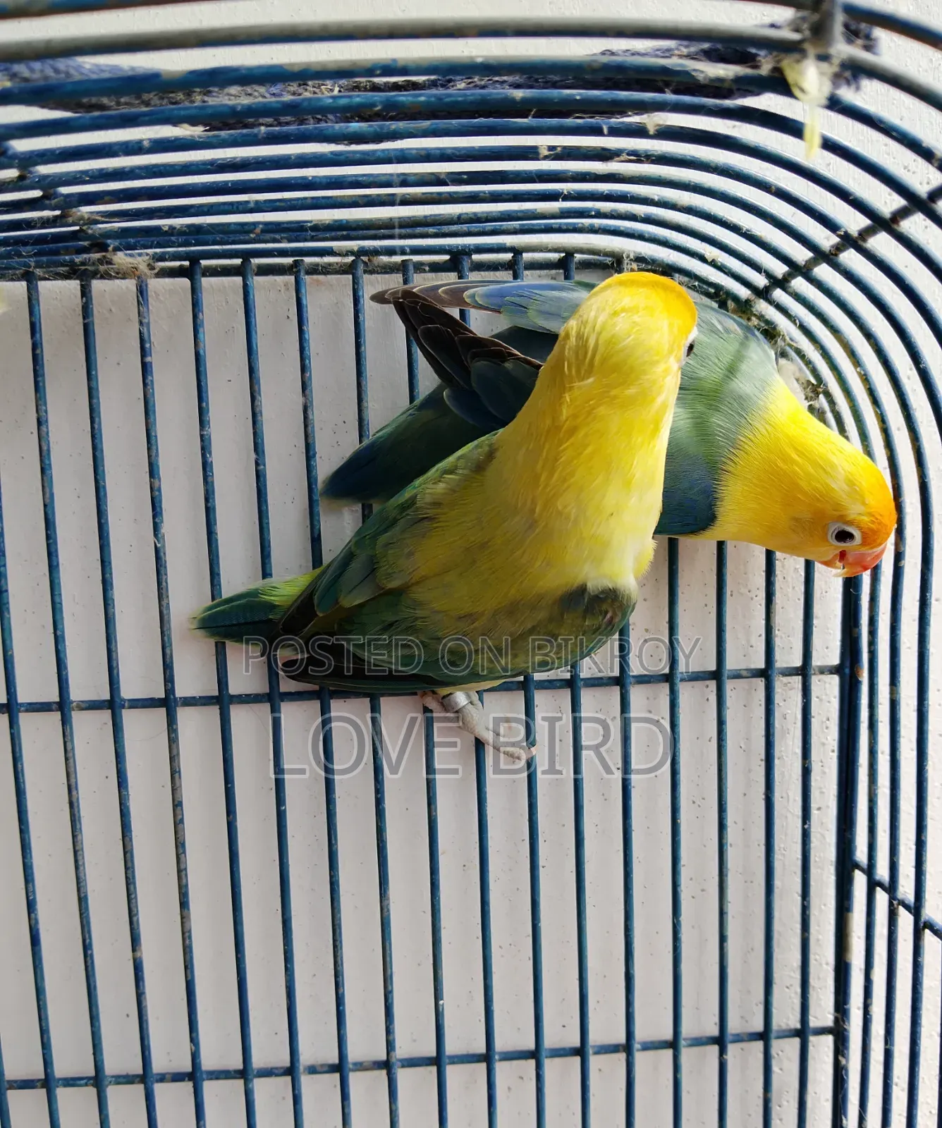 লাভ বার্ড পাখি