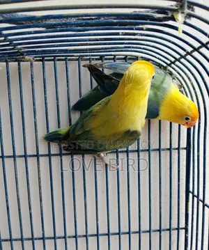 লাভ বার্ড পাখি