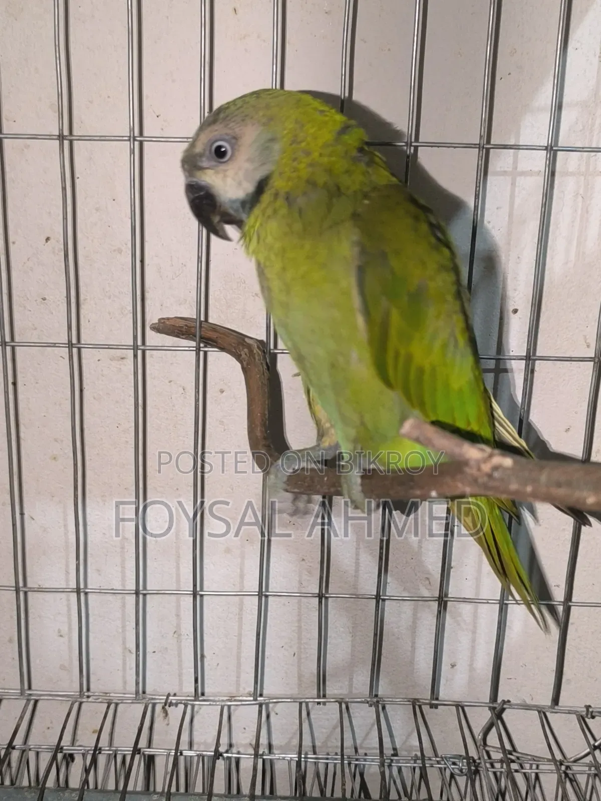 টিয়া পাখি খাঁচাসহ