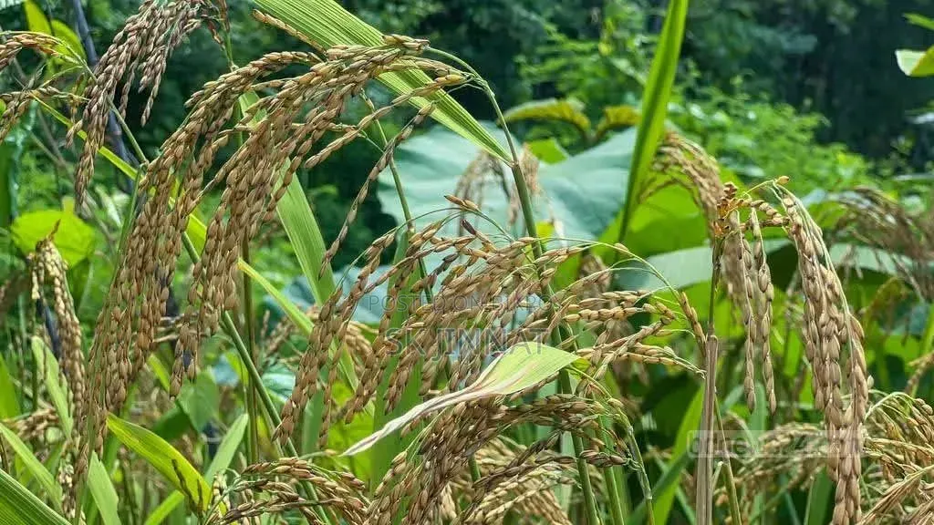 Tulshimala Paddy