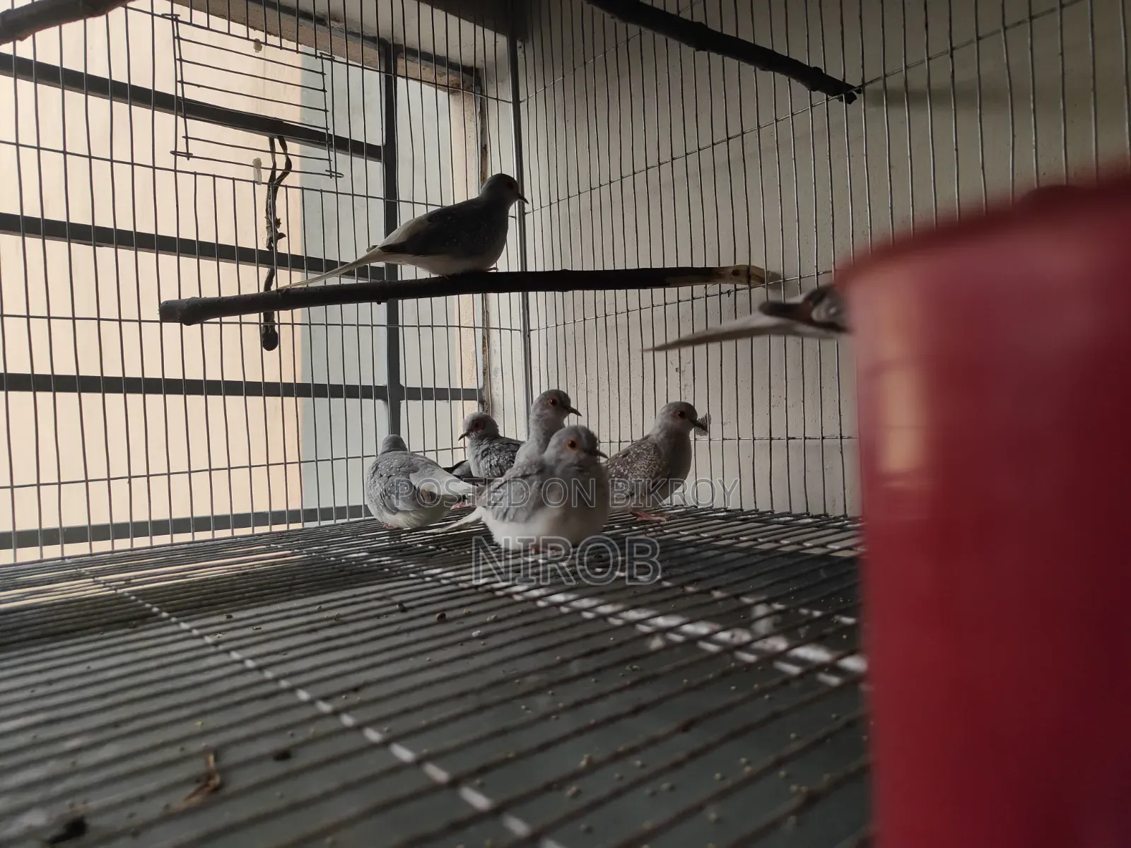 Diamond Dove