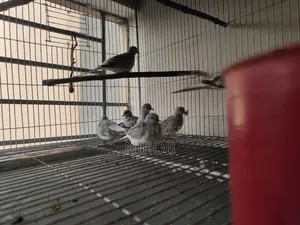 Diamond Dove