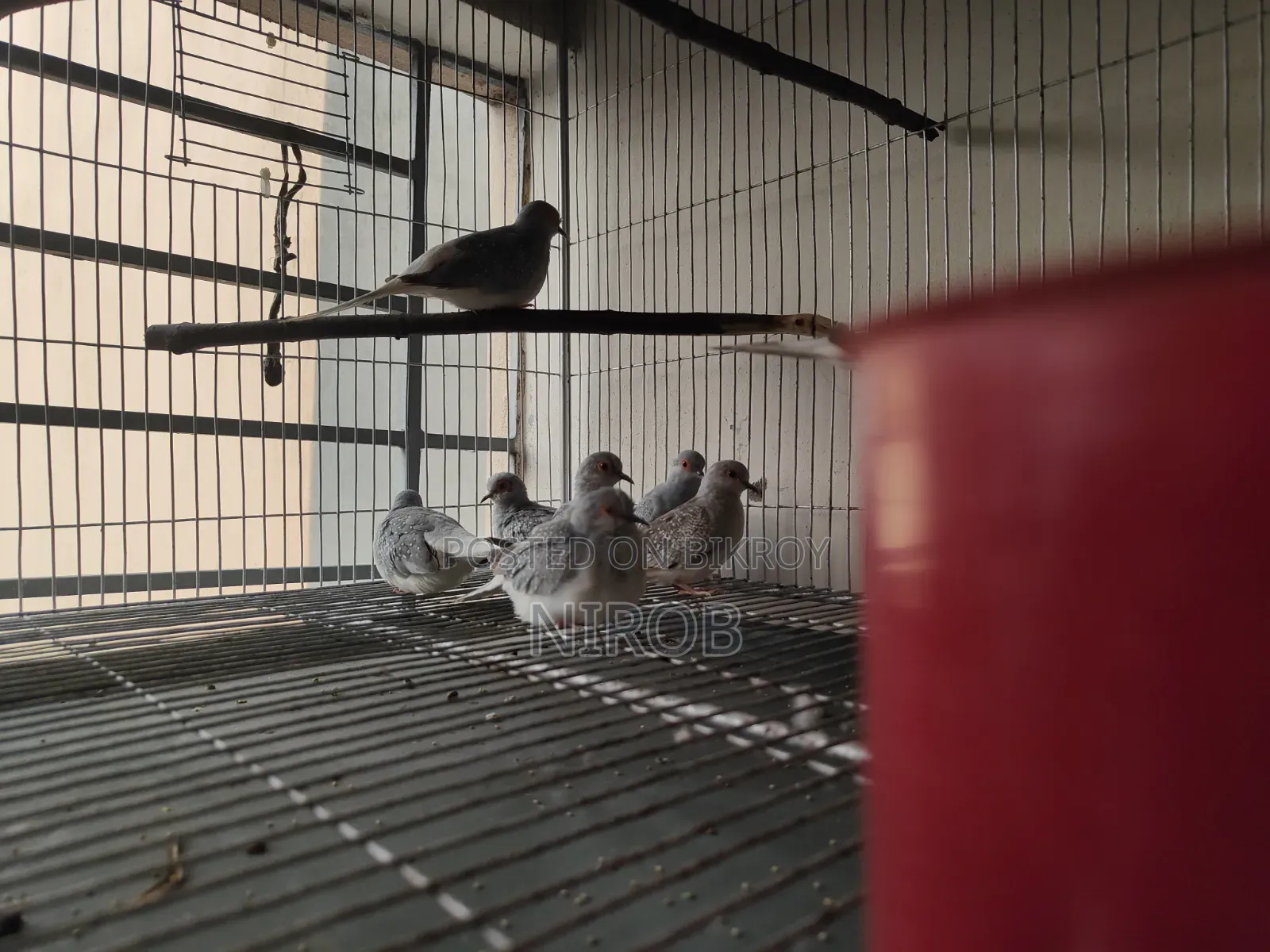 Diamond Dove