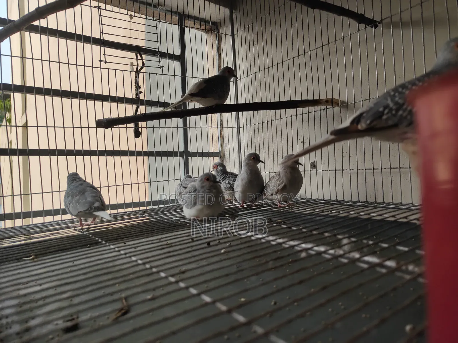 Diamond Dove