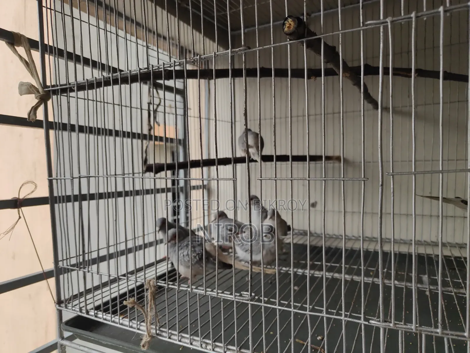 Diamond Dove