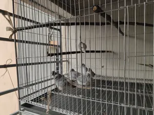 Diamond Dove