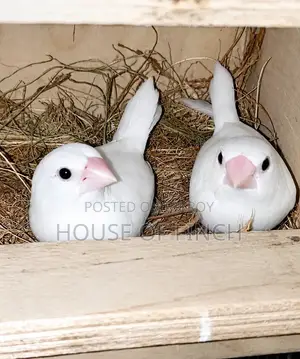 Snow White Bengalese Finch Pair