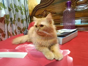 ৬-১২ মাস পুরুষ বিশুদ্ধ পারসিয়ান