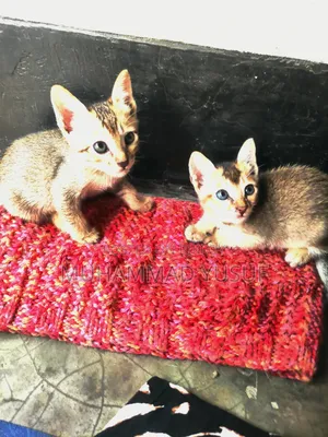 ০-১ মাস স্ত্রী মিশ্র জাতের বেঙ্গল